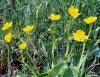 Show product details for Caltha palustris minor